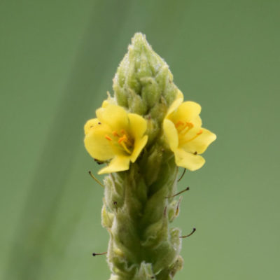 Common Mullein