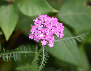 Yarrow