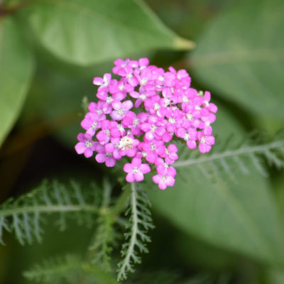 Yarrow