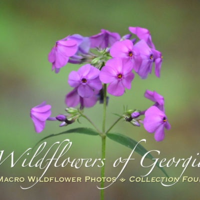 Smooth Phlox