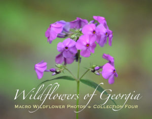 Macro Wildflower Calendar Collection Four