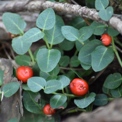 Bear Berry