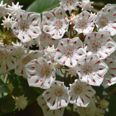 Mountain Laurel