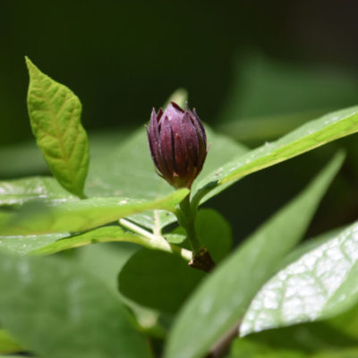 Carolina Allspice