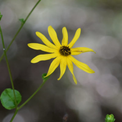 Black Eyed Susan