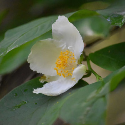 Stewartia