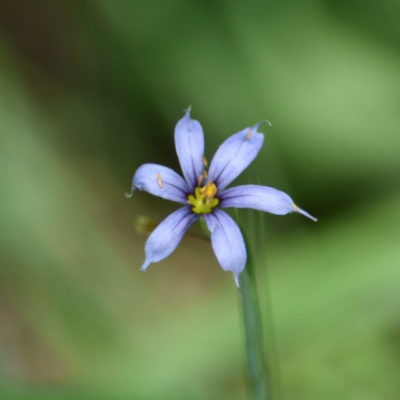 Pointed Blue Eyed Grass