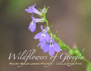 Macro Wildflower Calendar Collection Five