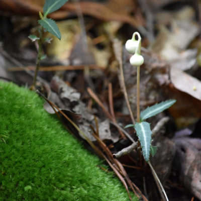 Striped Wintergreen