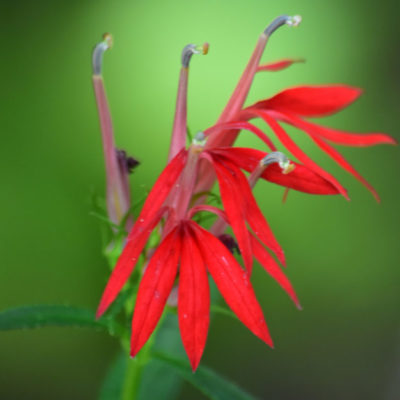 Cardinal Flower
