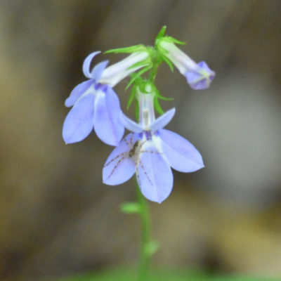Lobelia