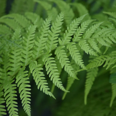 Lady Fern