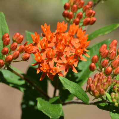 Butterfly Weed