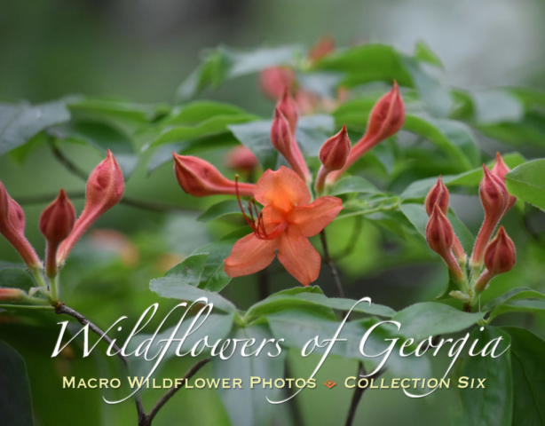 Macro Wildflower Calendar 6 cover