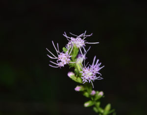Dense Blazing Star