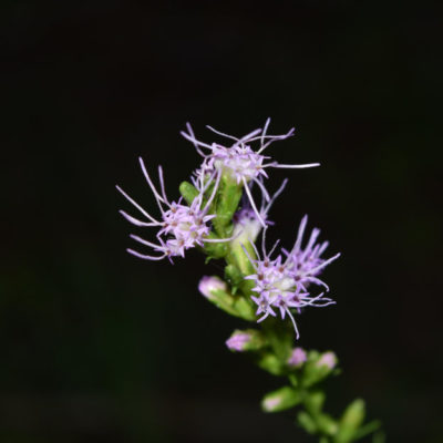 Dense Blazing Star