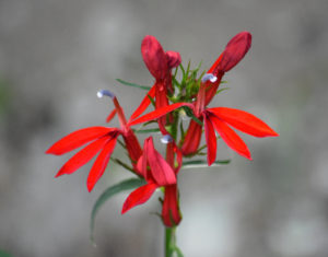 Cardinal Flower
