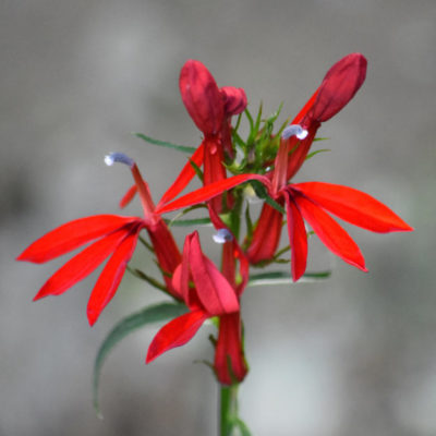 Cardinal Flower