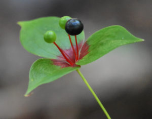 Indian Cucumber Root
