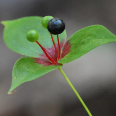 Indian Cucumber Root