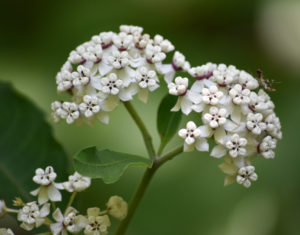 White Milkweed