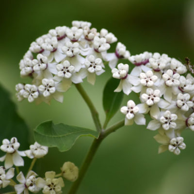 White Milkweed