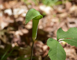 Jack-in-the-Pulpit