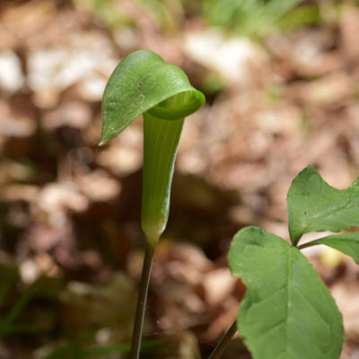 Jack-in-the-Pulpit