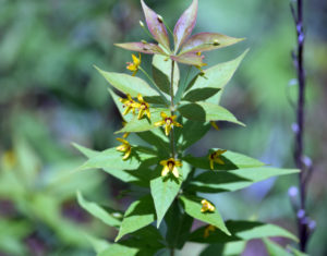 Whorled Loosestrife