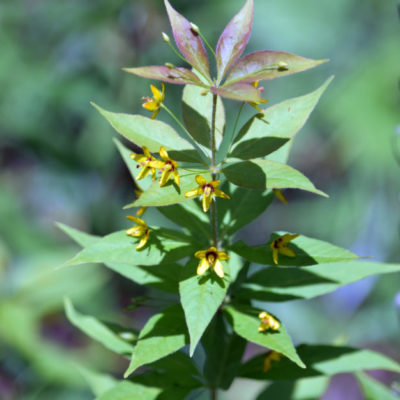 Whorled Loosestrife