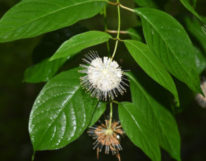 Buttonbush