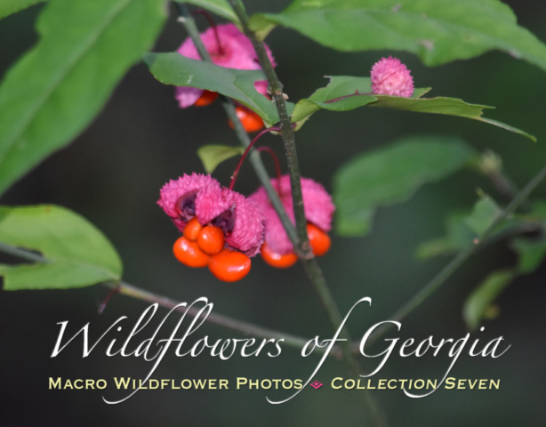 Macro Wildflower Photo Calendar Collection Seven
