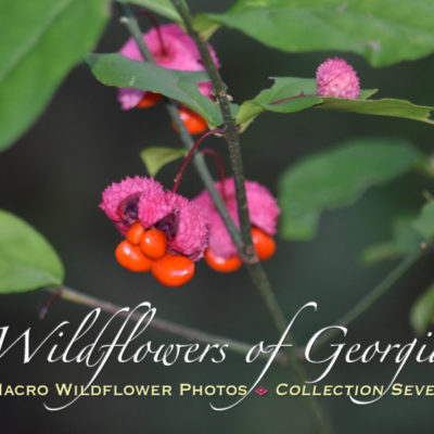 Leather Leaf Blood & Guts