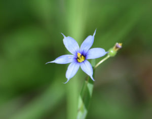 Pointed Blue Eyed Grass