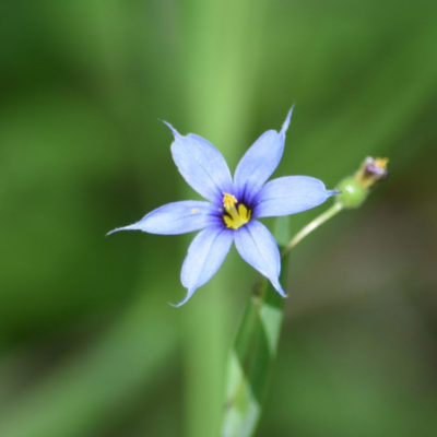Pointed Blue Eyed Grass
