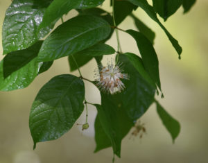 Macro Wildflower Calendar 7-p10