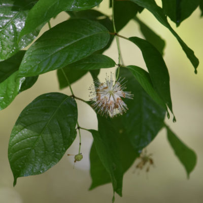 Buttonbush