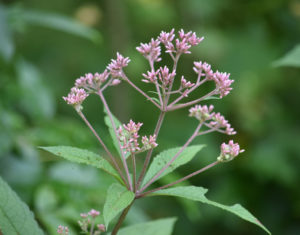 Joe Pye Weed