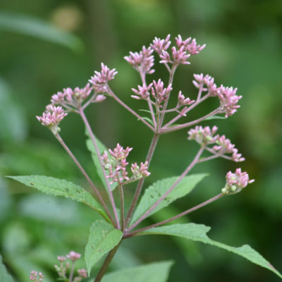 Joe Pye Weed