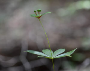 Indian Cucumber Root