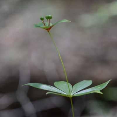 Indian Cucumber Root