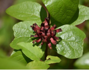 Carolina Allspice