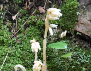 Indian Pipe