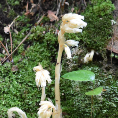 Indian Pipe