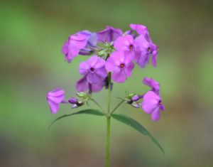 Smooth Phlox
