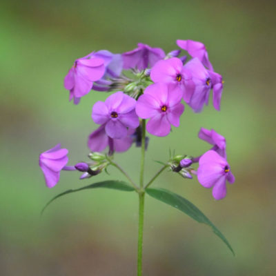 Smooth Phlox