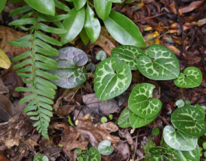 Shuttleworth's Ginger