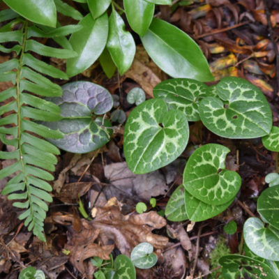 Shuttleworth's Ginger